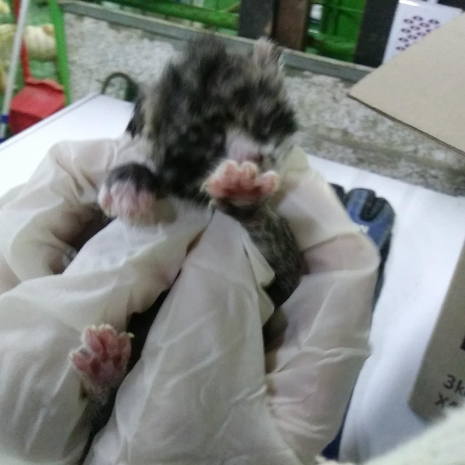 종료(자연사) 한국…